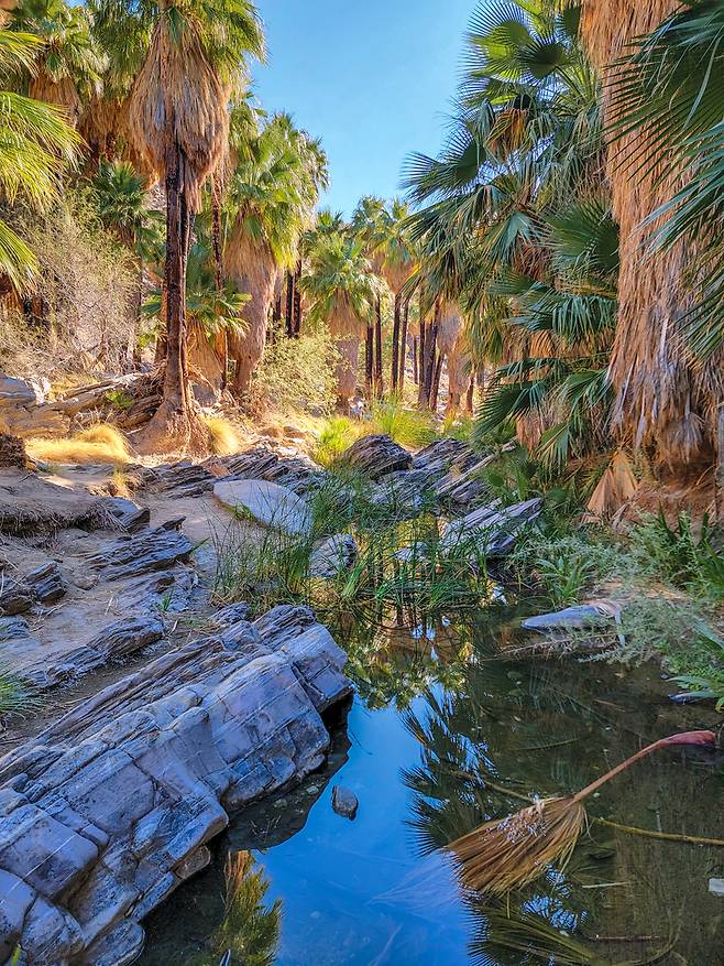 바짝 마른 사막에서 유일하게 생명수가 존재하는 오아시스. 오아시스를 기반으로 원주민 카우일라 부족이 오랫동안 거주했다.