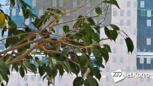 삼성 갤럭시A53 카메라로 10배 확대해 찍은 사진(사진=지디넷코리아)