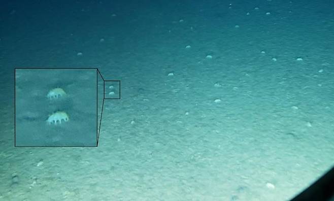 아타카마 해구 바닥에서 발견된 심해 생물의 모습