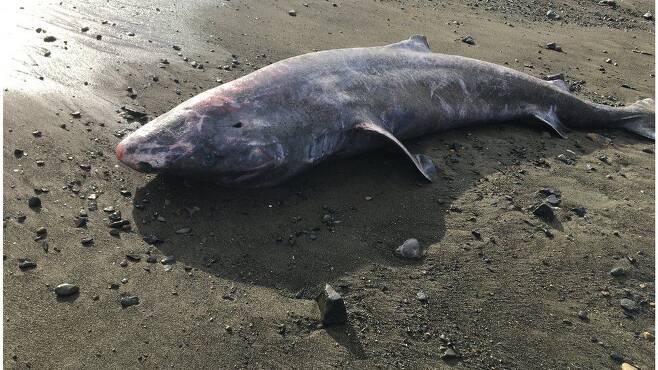 사체로 발견된 그린란드 상어의 모습