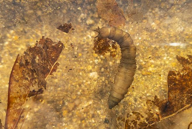 권혁재 핸드폰사진관/ 각다귀 애벌레