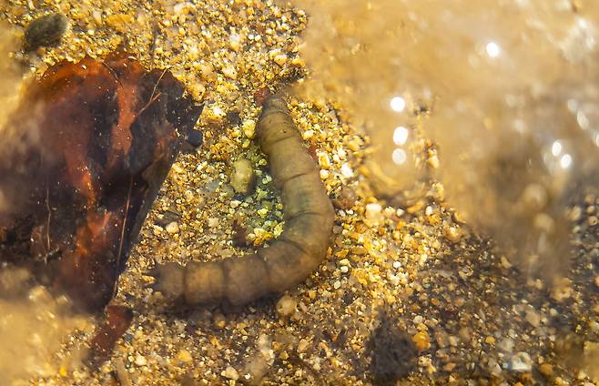 권혁재 핸드폰사진관/ 각다귀 애벌레