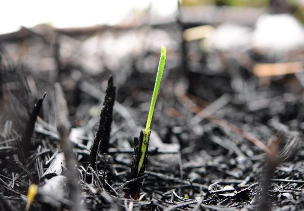 산불이 꺼지고 1주일이 지난 20일 경북 울진군 울진읍의 한 야산에 다 타버린 재 사이로 초록빛 새싹이 돋아나고 있다. 역대 최장 기록을 세운 울진·삼척 산불로 서울 면적의 3분의 1가량 되는 임야가 소실됐다.