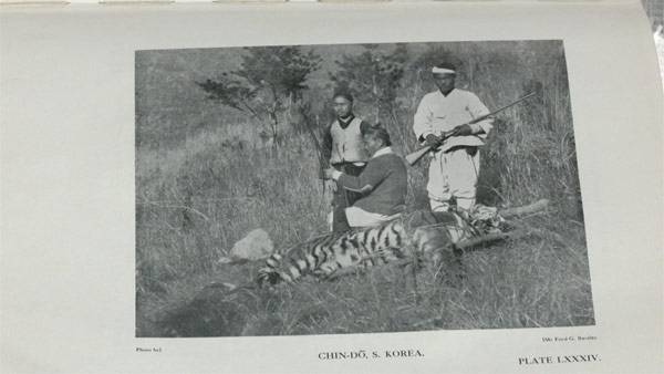 전남 진도에서 1903년 찍힌 것으로 추정되는 호랑이 사진