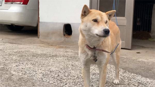 호구마을에서 만난 진돗개와 개구멍