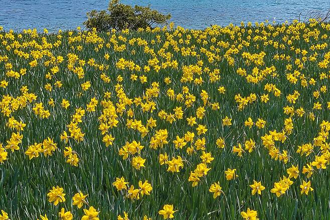 [서울=뉴시스]거제 공곶이 (사진 = 거제시청) 2022.3.23. photo@newsis.com *재판매 및 DB 금지