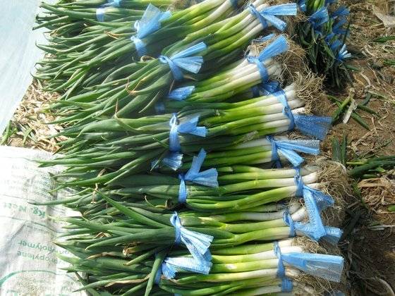 대파는 크기에 따라 대파, 실파, 엇파로 나뉜다. 사진 농촌진흥청 국립원예특작과학원 채소과