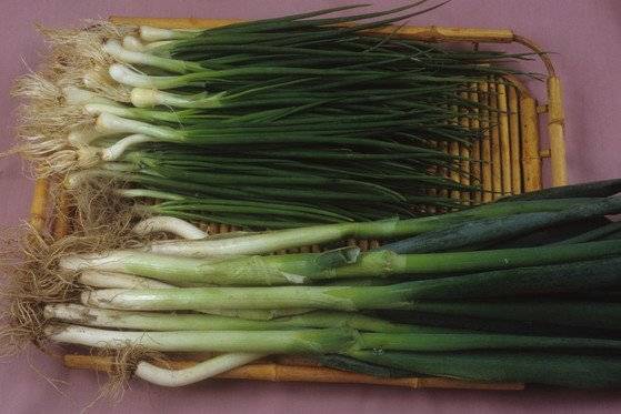쪽파(사진 위)와 대파. 사진 농촌진흥청 국립원예특작과학원 채소과