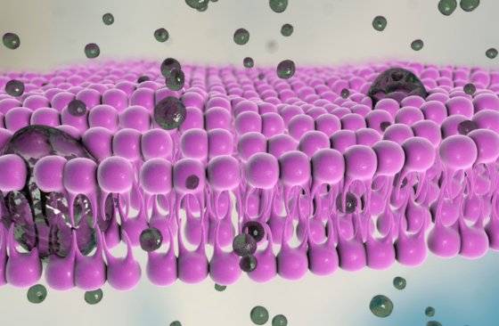 세포막은 올챙이 모양의 지방이 꼬리를 맞댄 2중층 구조로 되어 있다. 이 사이사이에 오메가3 지방산이 포함되어 세포막의 유연성을 증가시킨다. 이미지 canva.