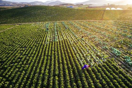 전남 해남 '냔냐니 농원' 가을 배추 수확 모습. 김경빈 기자