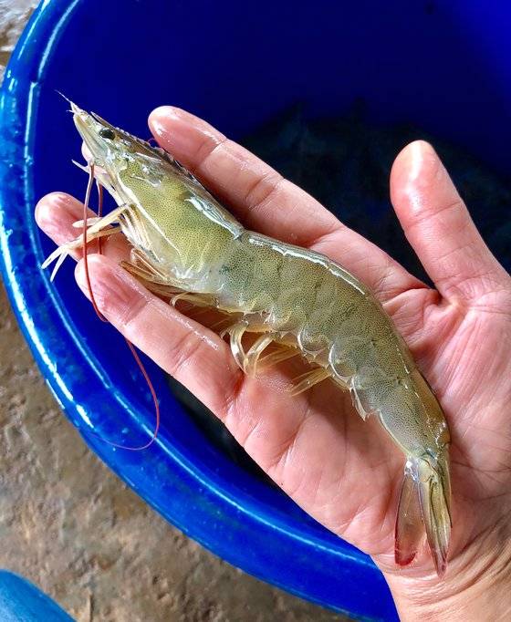 흰다리새우는 가을부터 본격적으로 출하한다. 사진 대한민국농수산