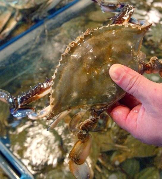 꽃게의 다섯 번째 다리는 헤엄을 치는데 사용하는 유영각이다. 중앙포토