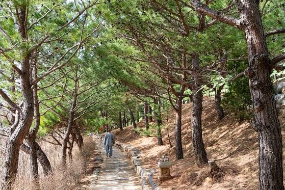 원통보전에서 해수 관음상으로 이어지는 '꿈이 이뤄지는 길'에는 산불 피해 이후 새로 조림한 소나무가 어느새 울창하게 자라 있었다.