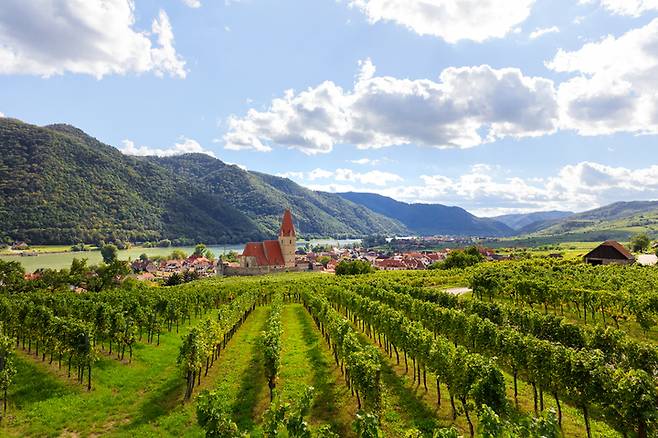 [서울=뉴시스]오스트리아 바하우 (사진 = 오스트리아 관광청) 2022.3.24. photo@newsis.com *재판매 및 DB 금지