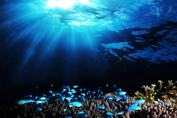 지구 물의 대부분은 바닷물이지만 사람을 비롯한 대부분의 육상 동물은 바닷물을 마실 수 없다.