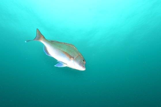 제주도 서귀포 연안에서 만난 멸치 사냥 중인 참돔의 모습. 사진 명정구 박사