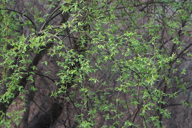 요즘 귀룽나무 새 잎. 지난 주말 서울 남산.