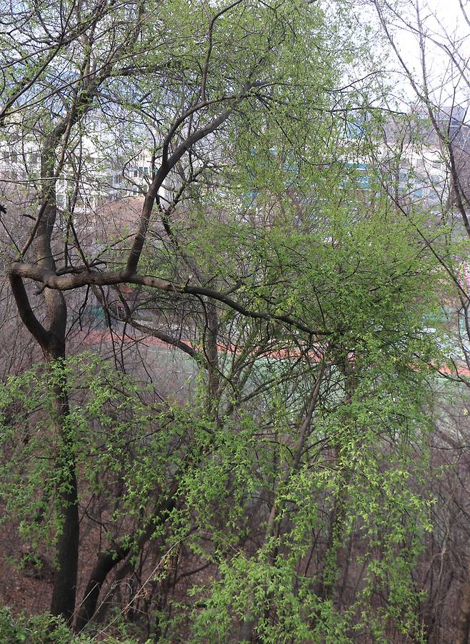 요즘 귀룽나무 새 잎. 지난 주말 서울 남산.