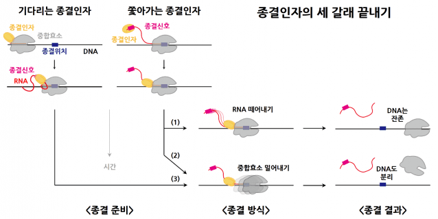 대장균 전사종결인자의 세 갈래 끝내기 (자료=KAIST)