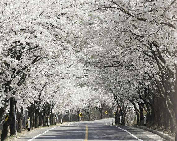 벚꽃이 하늘을 가릴 듯 흐드러진 충남 청양 장곡사 벚꽃길 청양군청 제공
