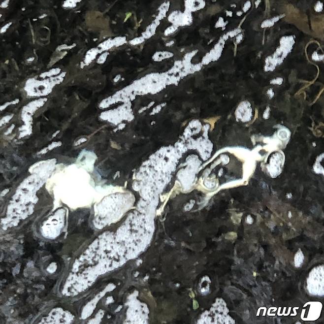 남양주도시공사가 관리하는 에코랜드 내부 산책로 옆 도랑에 배를 뒤집고 죽어 물에 떠 있는 개구리 사체들. 2022.4.2/ © 뉴스1 이상휼 기자