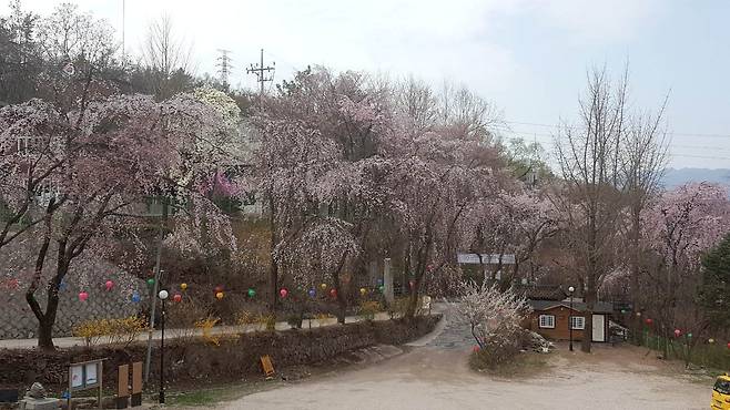 노원구 염불사 입구 수양벚꽃이 만개하면 신비감이 더해진다. 사진 노원구청