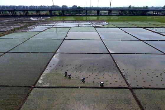 중국 북부 산시 성 농부들이 논에서 모내기를 하고 있다. 신화=연합뉴스