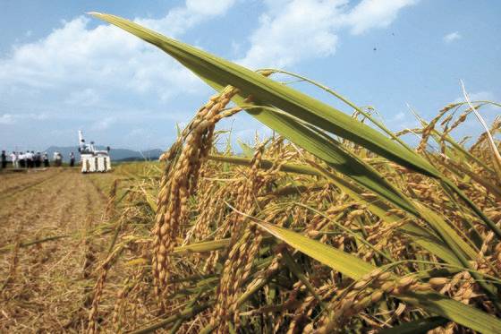 지난해 10월 부산 강서구 강동동에서 열린 조생종 벼 베기 행사. [중앙포토]
