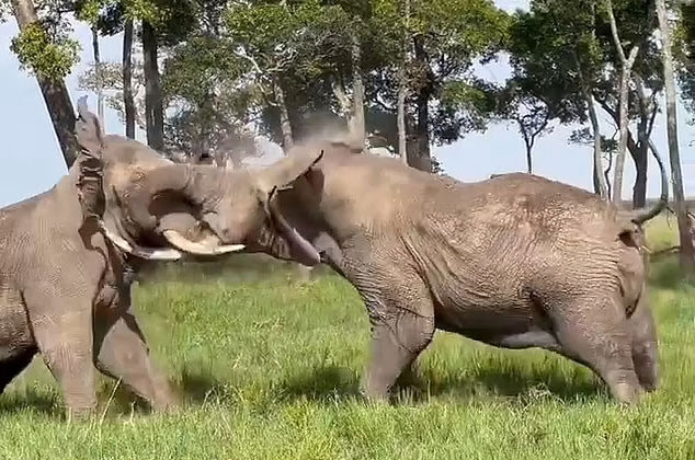 암컷 만나기 위한 ‘6t 수코끼리들’의 사투 (영상)
