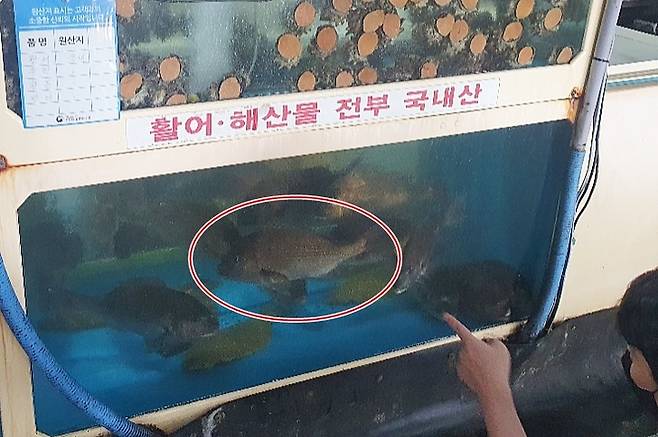 [제주=뉴시스] 국내산으로 둔갑해 수족관에 보관 중인 일본산 참돔. (사진=제주도자치경찰단 제공) 2022.04.06. photo@newsis.com *재판매 및 DB 금지