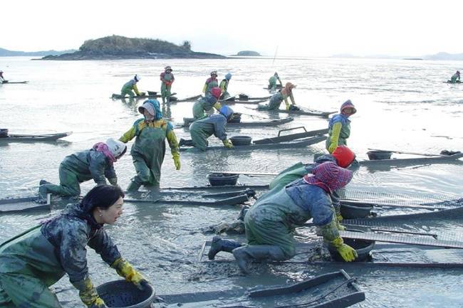 보성군 여자만 벌교 갯벌에서 아낙네들이 널(뻘배)을 타고 꼬막과 낙지, 조개 등을 채취하고 있다. [보성군 제공]