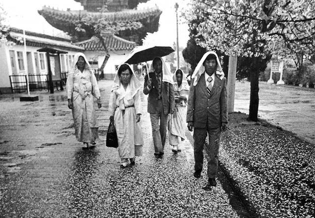 1981년 4월 20일 창경원(현 창경궁)으로 벚꽃놀이를 나온 시민들이 갑자기 쏟아진 비를 맞으며 귀가하고 있다. 한국일보 자료사진