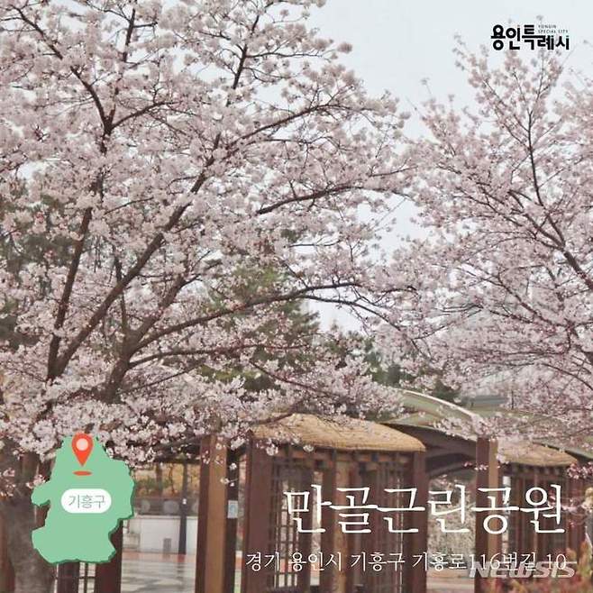 만골 근린공원의 벚꽃.
