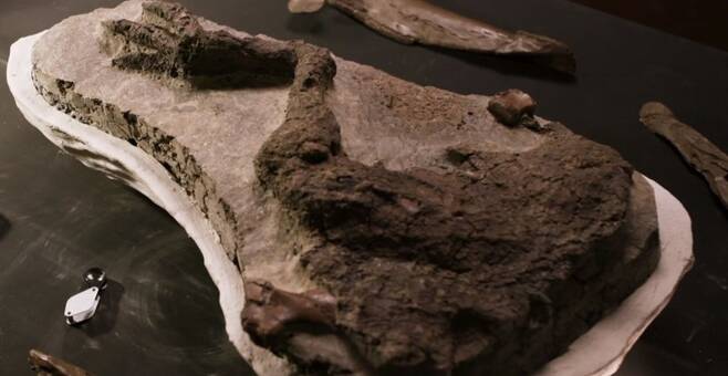 이번에 발굴된 테스켈로사우루스(Thescelosaurus)의 다리 화석