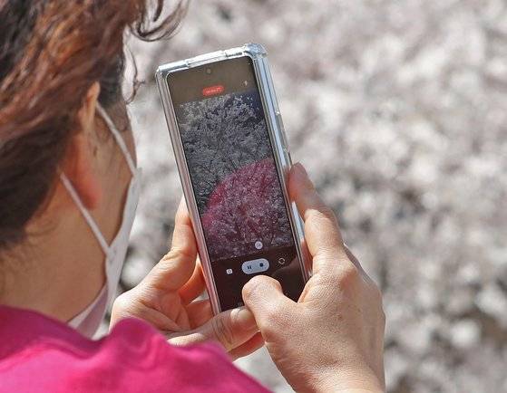 소메이요시노 벚나무와 왕벚나무는 DNA 상으로도 다르지만 전문가는 육안으로도 구별할 수 있다. 꽃을 피운 생김새는 비슷하지만 겨울눈을 싸고 있는 아린(芽鱗)을 보면 차이를 알 수 있다. 7일 서울 광화문 일대에서 한 시민이 핸드폰을 이용해 벚꽃을 찍고 있다. 뉴스1