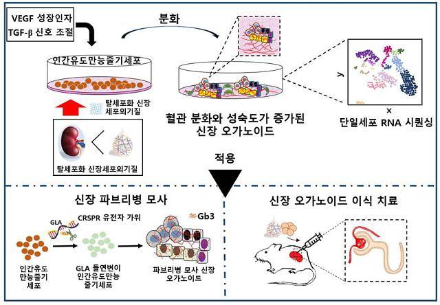 인간 유도만능줄기세포(iPS)에서 혈관망과 성숙도가 향상된 '콩팥 오가노이드' 고도 분화 과정 및 그 적용. 성빈센트병원 제공
