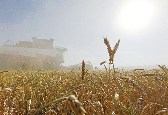 러시아-우크라이나 전쟁이 장기화되면서 글로벌 농산물 가격이 급등하고 있다. 사진은 러시아 스타브로폴 지역에서 밀을 수확하는 모습. (로이터)