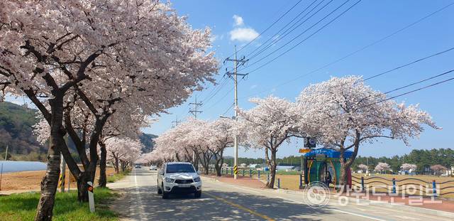 ▲ 동해안 최대 규모의 봄꽃 축제인 ‘삼척 맹방 유채꽃 축제’가 코로나19 등 영향으로 3년째 열리지 않게 된 가운데, 맹방 일원 도로가에 벚꽃이 만개해 상춘객을 유혹하고 있다. 구정민