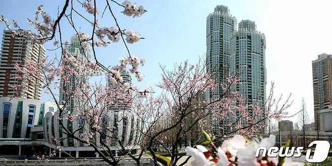 (평양 노동신문=뉴스1) = 북한 노동당 기관지 노동신문은 김일성 주석의 생일(태양절·4월15일) 110주년을 하루 앞둔 14일 '태양절을 맞으며 수도에 펼쳐진 꽃바다'라면서 봄꽃이 만발한 평양 거리 곳곳을 담은 사진을 보도했다. [국내에서만 사용가능. 재배포 금지. DB 금지. For Use Only in the Republic of Korea. Redistribution Prohibited] rodongphoto@news1.kr