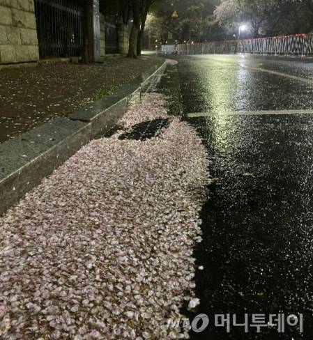 새벽 4시 30분. 윤중로에 떨어져 한쪽에 모인 벚꽃잎들. 비오는 날이라 평소보다 열 배 정도는  쓸어내기 힘든 거라고 했다./사진=남형도 기자