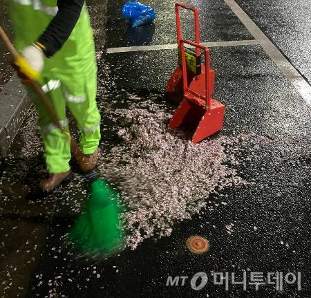 하늘하늘 흩날리는 벚꽃비만 생각했지, 물에 젖어 뭉텅이로 치우는 힘듦에 대해선 고민해 본 적이 없었다. 힘들고 또 힘들었다./사진=남형도 기자