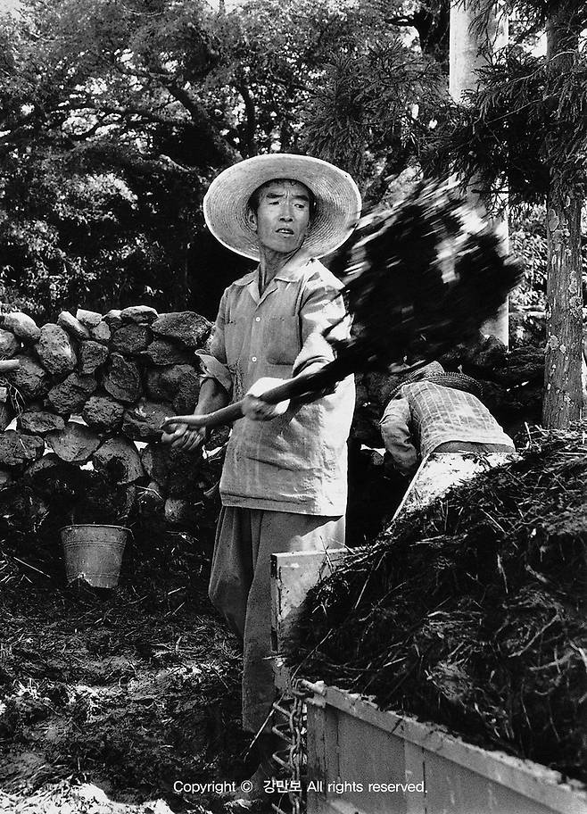 돗통시에서 생산된 돗거름 (제주=연합뉴스) 돗통시에서 생산된 돗거름을 채취하는 농부. 강만보 사진 작가 촬영. 2022.4.17 [제주학연구센터 제공, 재판매 및 DB 금지]