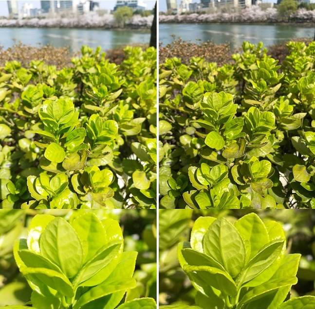 샤오미 레드미노트11 프로(왼쪽)와 아이폰12 프로로 찍은 사진이다. 아이폰12 프로의 메인 카메라가 레드미노트11 프로에 비해 화소수가 낮지만, 잎사귀의 디테일을 더 선명하게 표현했다. /사진=백유진 기자 byj@