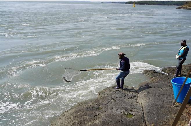 뜰채 숭어잡이 [해남군 제공·재판매 및 DB 금지]