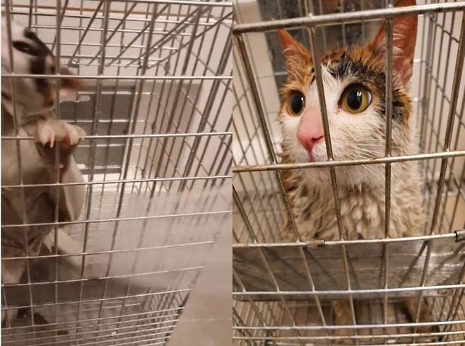 학대범 A씨가 고양이를 물고문하는 모습. 생사 확인이 되지 않았다./사진=동탄 길고양이 학대 최초 제보자님 제공