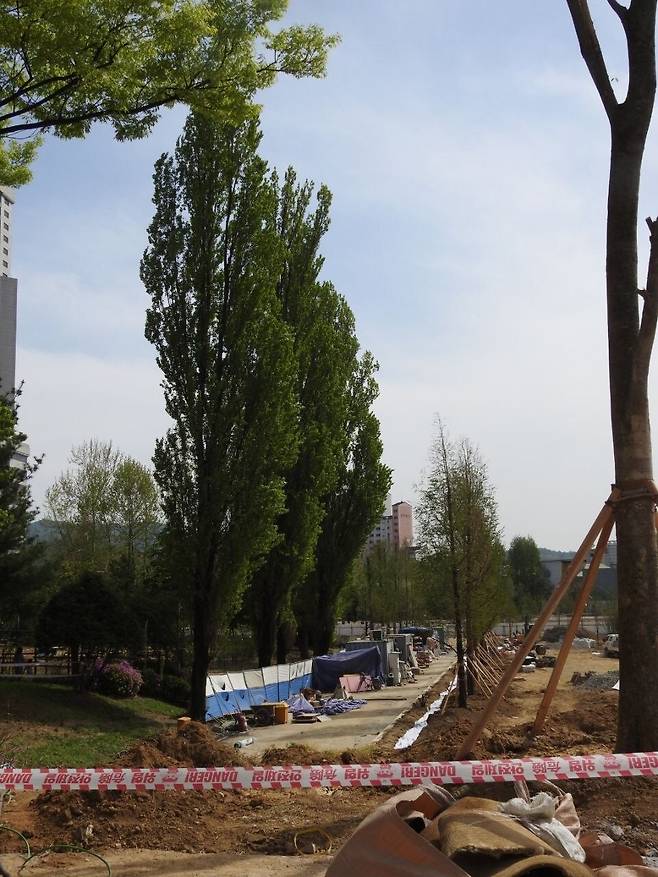 지난 23일 서울 보라매공원 동쪽 경계에 미루나무들이 서 있다. 옆에선 신림선 경전철 공사 마무리 작업이 진행되고 있다. 공사장 쪽 키 작은 메타세콰이어가 공원 쪽 우람한 미루나무와 대조적이다. 보초맘 제공