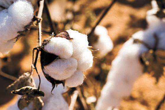 모든 면제품에 유기농·재활용 소재를 사용하는 파타고니아는 토양 건강, 동물복지, 농부의 경제적 안정성을 보장하는 재생 유기농 인증을 만들었다. 파타고니아