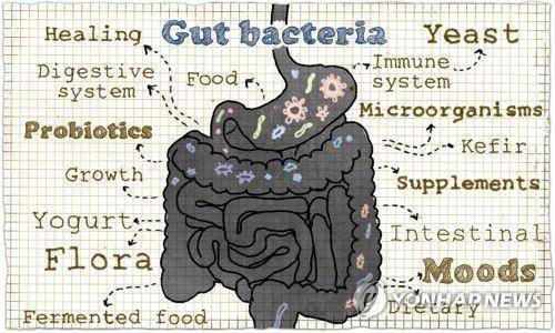 장의 미생물 모유를 먹이면 아기에게 크론병, 천식 등의 자가면역 질환을 예방하는 효과가 있다.
아기의 장 세균이 모유의 올리고당을 분해해 혈액 및 장 염증과 면역 이상을 억제하기 때문이다.
[게티이미지뱅크 사진 제공. 재판매 및 DB 금지]