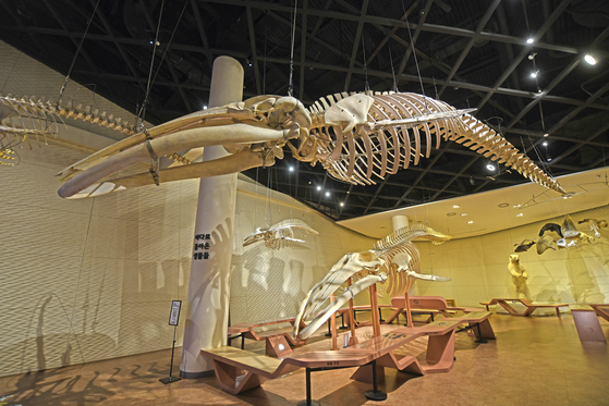 국립해양생물자원관 포유류존에 전시된 고래 실물 골격표본들