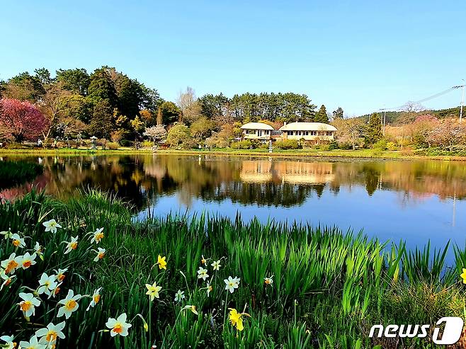 천리포수목원. 수선화가 청초한, 곱고 예쁜 그림같은수목원 풍경 © 뉴스1